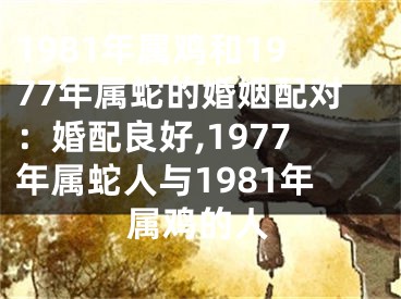 1981年属鸡和1977年属蛇的婚姻配对：婚配良好,1977年属蛇人与1981年属鸡的人