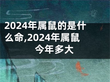 2024年属鼠的是什么命,2024年属鼠今年多大