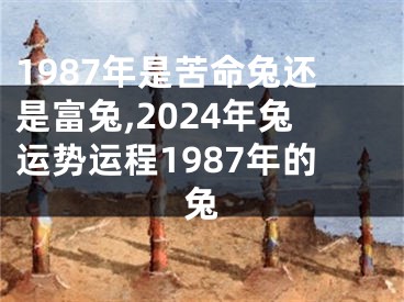 1987年是苦命兔还是富兔,2024年兔运势运程1987年的兔