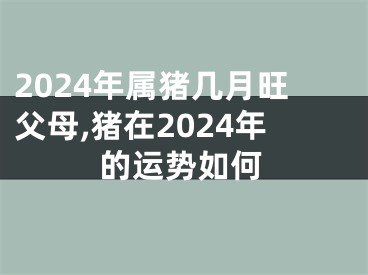 2024年属猪几月旺父母,猪在2024年的运势如何