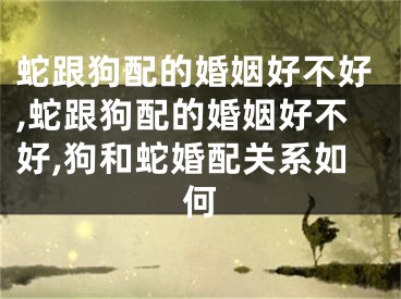 蛇跟狗配的婚姻好不好,蛇跟狗配的婚姻好不好,狗和蛇婚配关系如何