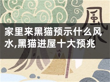 家里来黑猫预示什么风水,黑猫进屋十大预兆