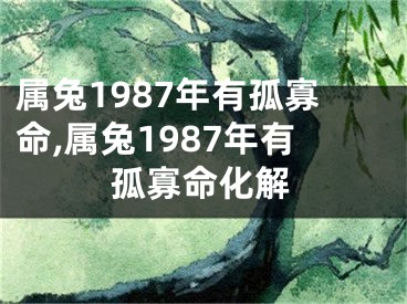 属兔1987年有孤寡命,属兔1987年有孤寡命化解