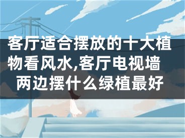 客厅适合摆放的十大植物看风水,客厅电视墙两边摆什么绿植最好