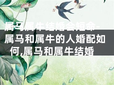 属马属牛结婚会短命-属马和属牛的人婚配如何,属马和属牛结婚
