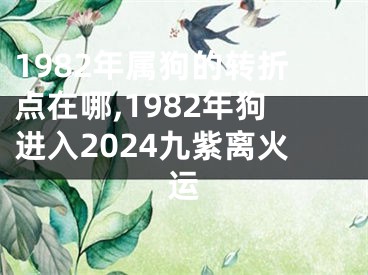 1982年属狗的转折点在哪,1982年狗进入2024九紫离火运