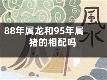 88年属龙和95年属猪的相配吗