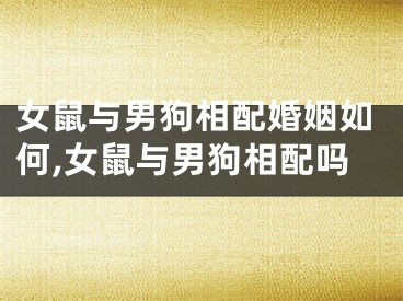 女鼠与男狗相配婚姻如何,女鼠与男狗相配吗