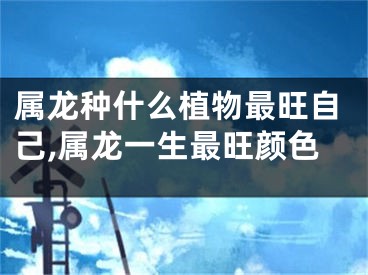 属龙种什么植物最旺自己,属龙一生最旺颜色