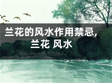兰花的风水作用禁忌,兰花 风水