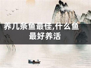 养几条鱼最佳,什么鱼最好养活