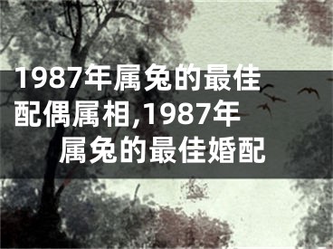 1987年属兔的最佳配偶属相,1987年属兔的最佳婚配