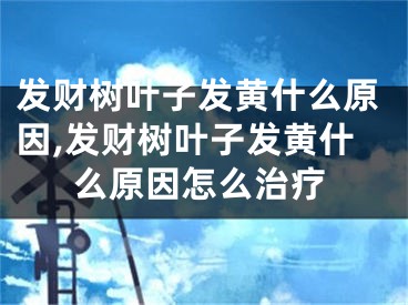 发财树叶子发黄什么原因,发财树叶子发黄什么原因怎么治疗