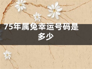 75年属兔幸运号码是多少