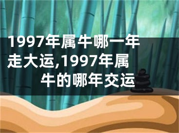 1997年属牛哪一年走大运,1997年属牛的哪年交运