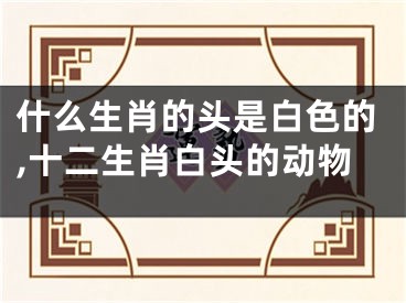 什么生肖的头是白色的,十二生肖白头的动物