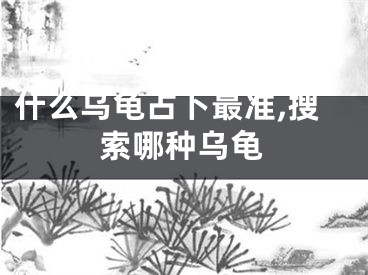 什么乌龟占卜最准,搜索哪种乌龟