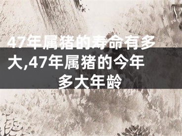 47年属猪的寿命有多大,47年属猪的今年多大年龄