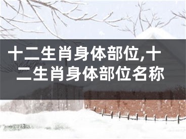 十二生肖身体部位,十二生肖身体部位名称