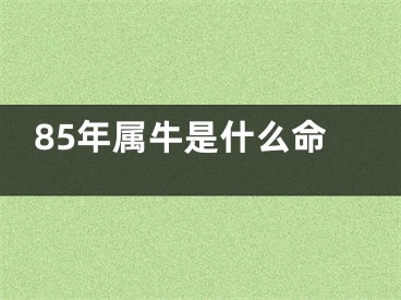 85年属牛是什么命