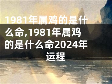 1981年属鸡的是什么命,1981年属鸡的是什么命2024年运程