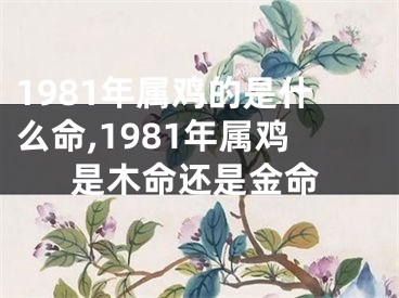 1981年属鸡的是什么命,1981年属鸡是木命还是金命