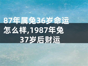 87年属兔36岁命运怎么样,1987年兔37岁后财运