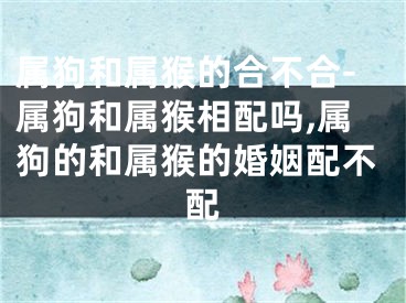 属狗和属猴的合不合-属狗和属猴相配吗,属狗的和属猴的婚姻配不配
