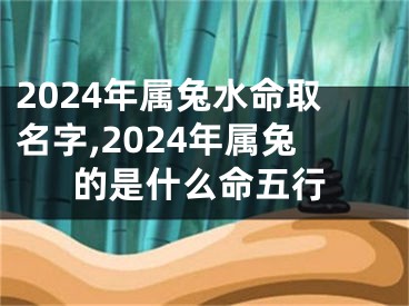 2024年属兔水命取名字,2024年属兔的是什么命五行