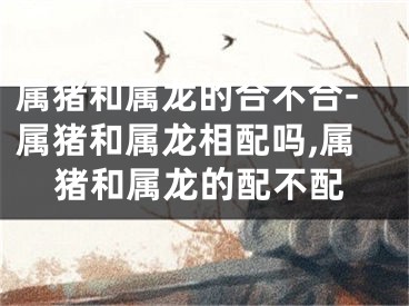 属猪和属龙的合不合-属猪和属龙相配吗,属猪和属龙的配不配