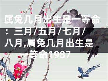 属兔几月出生是一等命：三月/五月/七月/八月,属兔几月出生是一等命1987