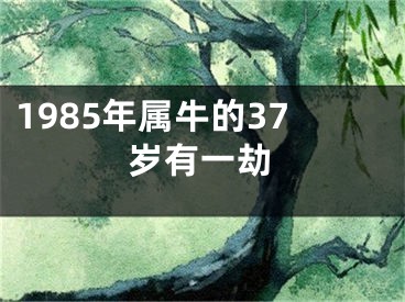 1985年属牛的37岁有一劫