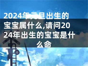 2024年元旦出生的宝宝属什么,请问2024年出生的宝宝是什么命