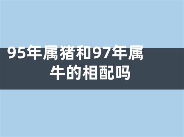 95年属猪和97年属牛的相配吗