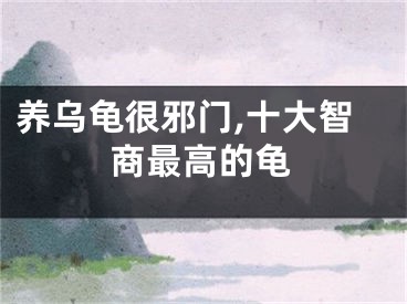 养乌龟很邪门,十大智商最高的龟