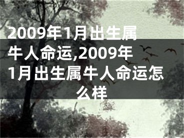 2009年1月出生属牛人命运,2009年1月出生属牛人命运怎么样