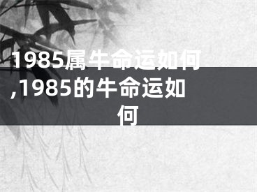 1985属牛命运如何,1985的牛命运如何