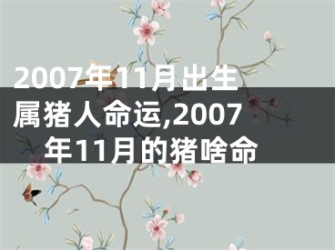 2007年11月出生属猪人命运,2007年11月的猪啥命