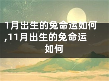 1月出生的兔命运如何,11月出生的兔命运如何