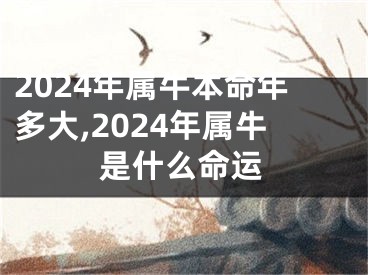2024年属牛本命年多大,2024年属牛是什么命运