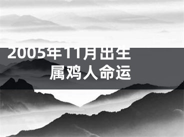 2005年11月出生属鸡人命运