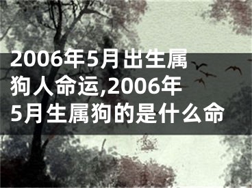 2006年5月出生属狗人命运,2006年5月生属狗的是什么命