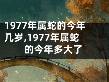 1977年属蛇的今年几岁,1977年属蛇的今年多大了