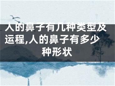 人的鼻子有几种类型及运程,人的鼻子有多少种形状