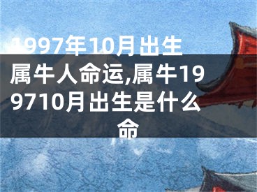 1997年10月出生属牛人命运,属牛199710月出生是什么命