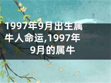 1997年9月出生属牛人命运,1997年9月的属牛