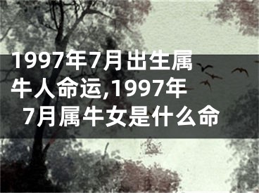 1997年7月出生属牛人命运,1997年7月属牛女是什么命