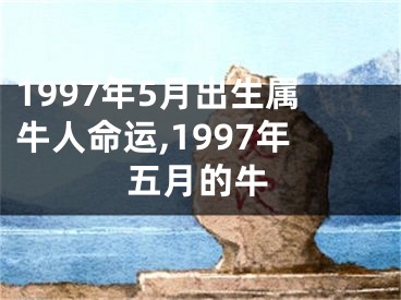 1997年5月出生属牛人命运,1997年五月的牛