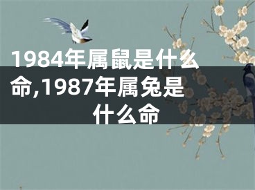 1984年属鼠是什么命,1987年属兔是什么命