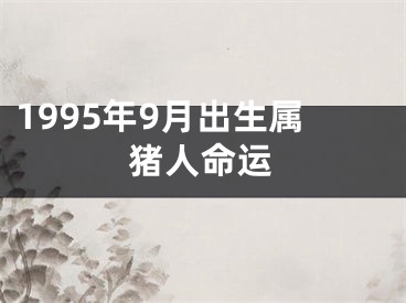 1995年9月出生属猪人命运